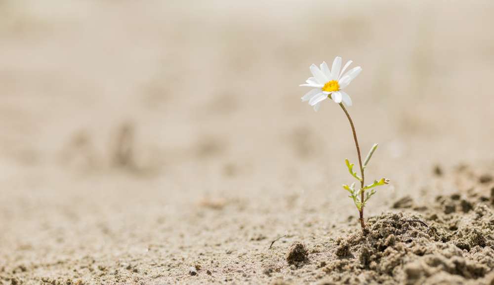 You are currently viewing Resiliência: Uma habilidade essencial em sociedade