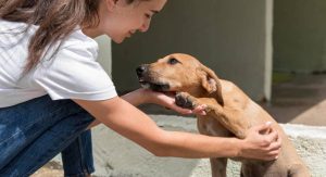 Read more about the article Luisa Mell e Juliette: entenda a polêmica em torno de cães de raça e adoção