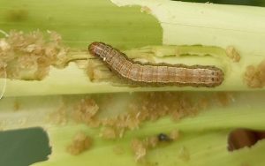 Read more about the article Manejo da lagarta-do-cartucho é tema de debate no Congresso Nacional de Milho e Sorgo