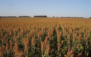 Read more about the article Workshop sobre sorgo é oferecido pelo Congresso Nacional de Milho e Sorgo