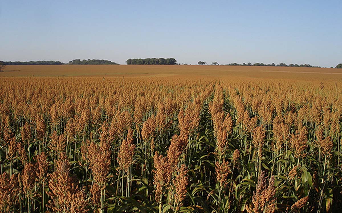 You are currently viewing Workshop sobre sorgo é oferecido pelo Congresso Nacional de Milho e Sorgo