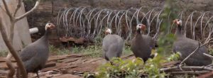 Read more about the article Gangue das galinhas: animais invadem casa e atormentam moradores em Londrina