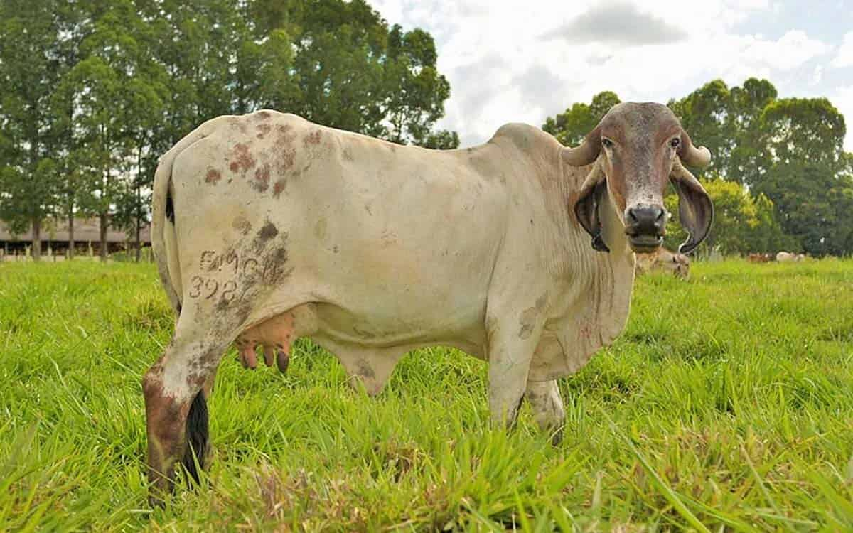 You are currently viewing Resultados da Prova de Produção de Leite de Zebu leiteiro serão publicados na Expoabra 2022