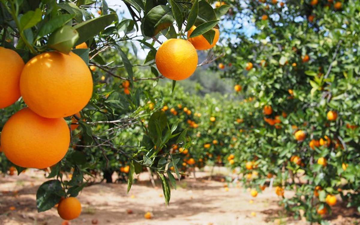 You are currently viewing Citros: Preços da laranja e da lima ácida tahiti continuam em alta