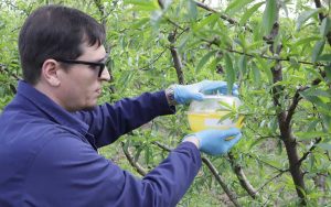 Read more about the article Sistema de Alerta de monitoramento da mosca-das-frutas começou com novos lugares em 2022