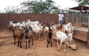 Read more about the article Plano AgroNordeste digital vai promover inovação no agro do semiárido brasileiro