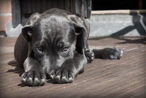 Read more about the article Mais um lote de produtos para cães deve ser retirado das ruas; entenda