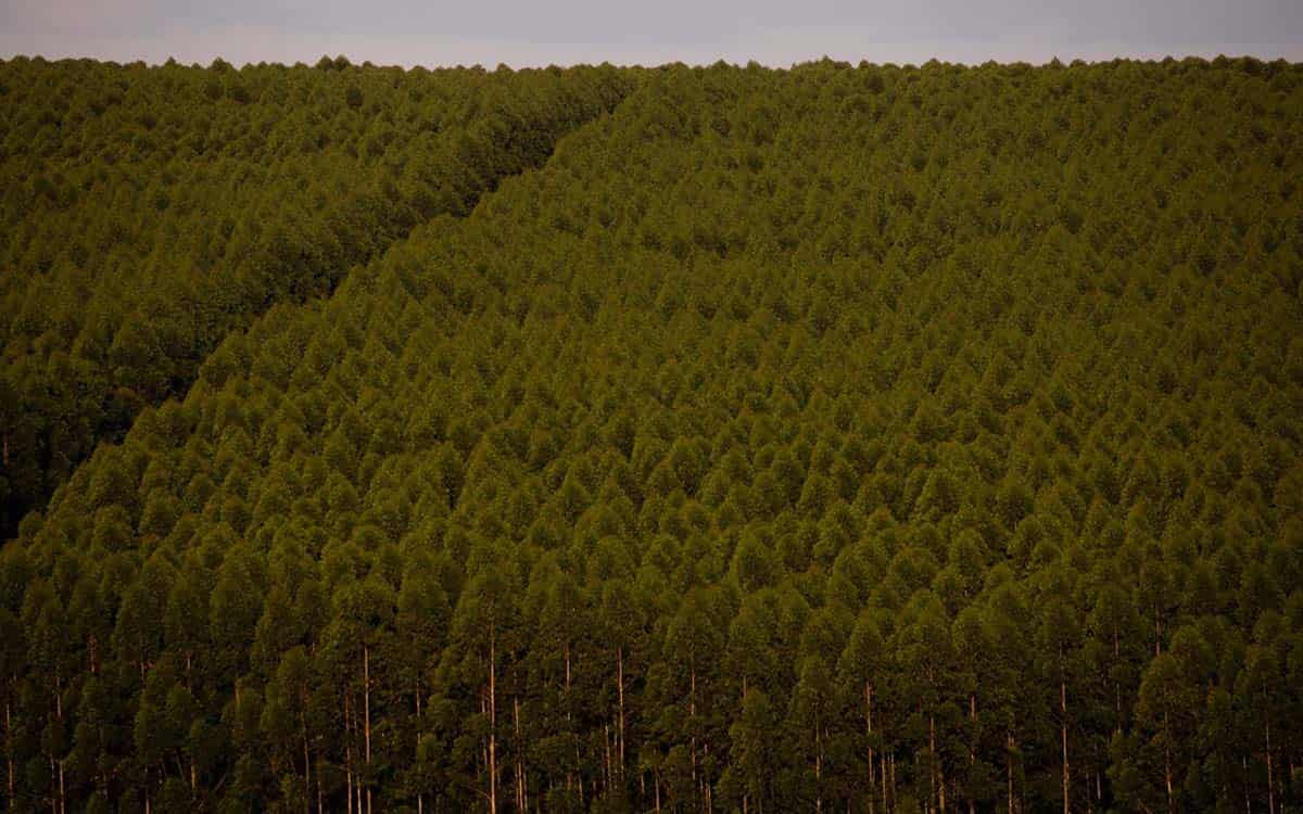 You are currently viewing 9,5 milhões de hectares do país foram ocupados por florestas plantadas em 2021