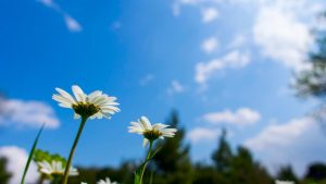 Read more about the article Começou a primavera, mas o clima frio permanece; o que diz a previsão do tempo?