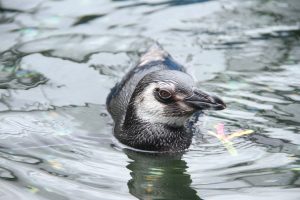 Read more about the article Mais de 800 pinguins são resgatados em setembro no Litoral do Paraná