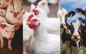 Read more about the article As capitais nacionais de produção de proteínas animais estão no PR