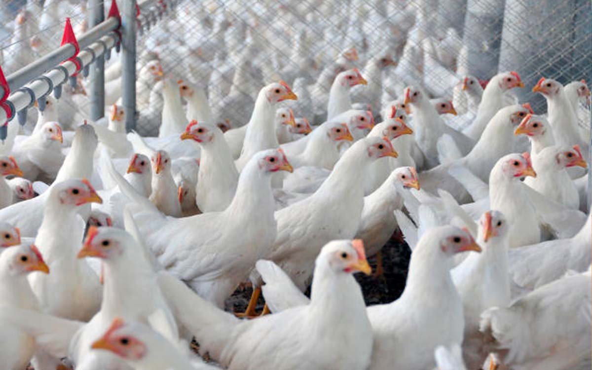 You are currently viewing Enquanto o frango está valorizado no mercado externo, a carne suína tem queda