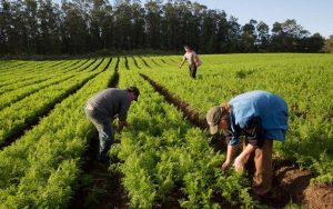 Read more about the article O controle biológico na agricultura mundial