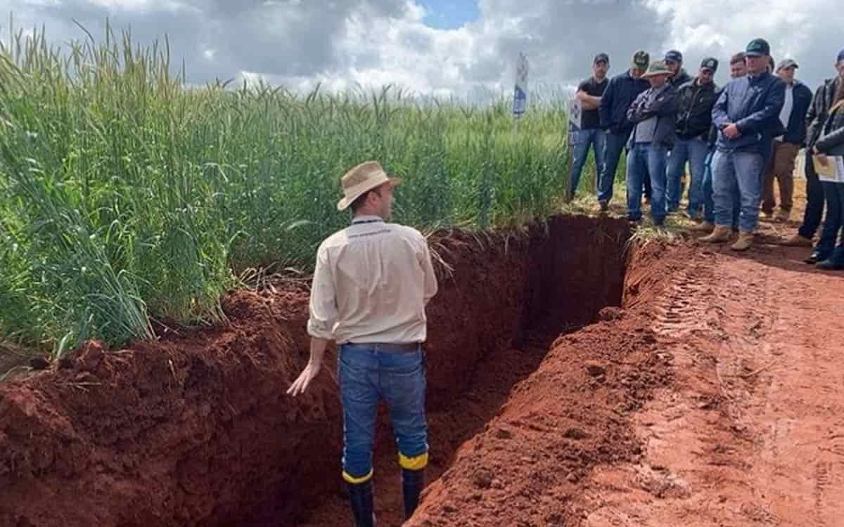 You are currently viewing Produção de inverno de alimentos, fibras e energia são avaliadas pelo Dia de Campo