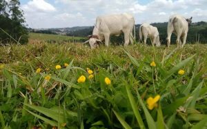 Read more about the article Uso de pasto consorciado de gramíneas com leguminosas traz benefícios