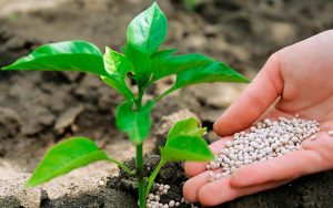 Read more about the article A importação de fertilizantes aumentou em 2022