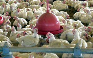 Read more about the article Impactos da contaminação por Salmonella na produção de frangos para abate é avaliado pelo Simpósio FACTA