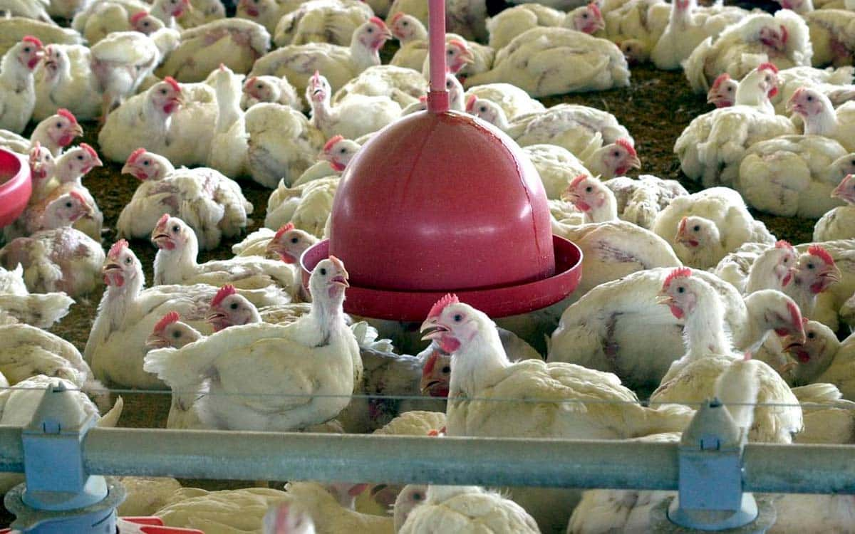 You are currently viewing Impactos da contaminação por Salmonella na produção de frangos para abate é avaliado pelo Simpósio FACTA