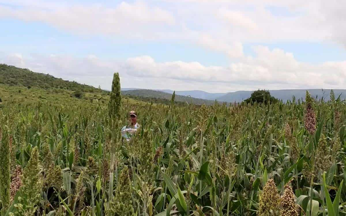 You are currently viewing Agropecuária tem boa produção no semiárido mineiro com novas tecnologias