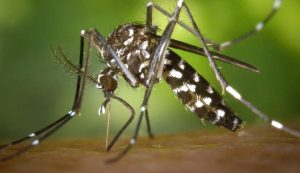 Read more about the article Rio de Janeiro aumenta 300% de casos de dengue com 14 mortes em 2022