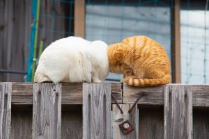 Read more about the article Pets fotogênicos: veja os vencedores do Comedy Pet Photography Awards