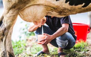 Read more about the article Pecuária de leite tem seus custos de produção divulgados