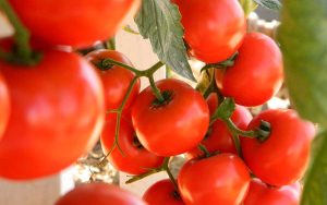 Read more about the article Custos de produção do tomate em 2022 foram examinados pela CNA