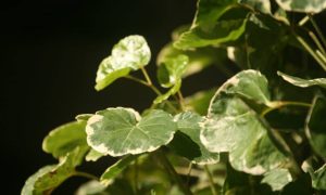 Read more about the article Já ouviu falar da capeba? Saiba mais sobre essa planta medicinal