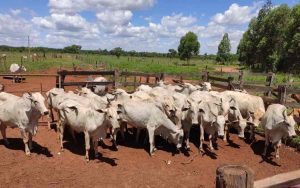 Read more about the article Suspeito foi preso por furto de mais de 160 cabeças de gado em Três Lagoas