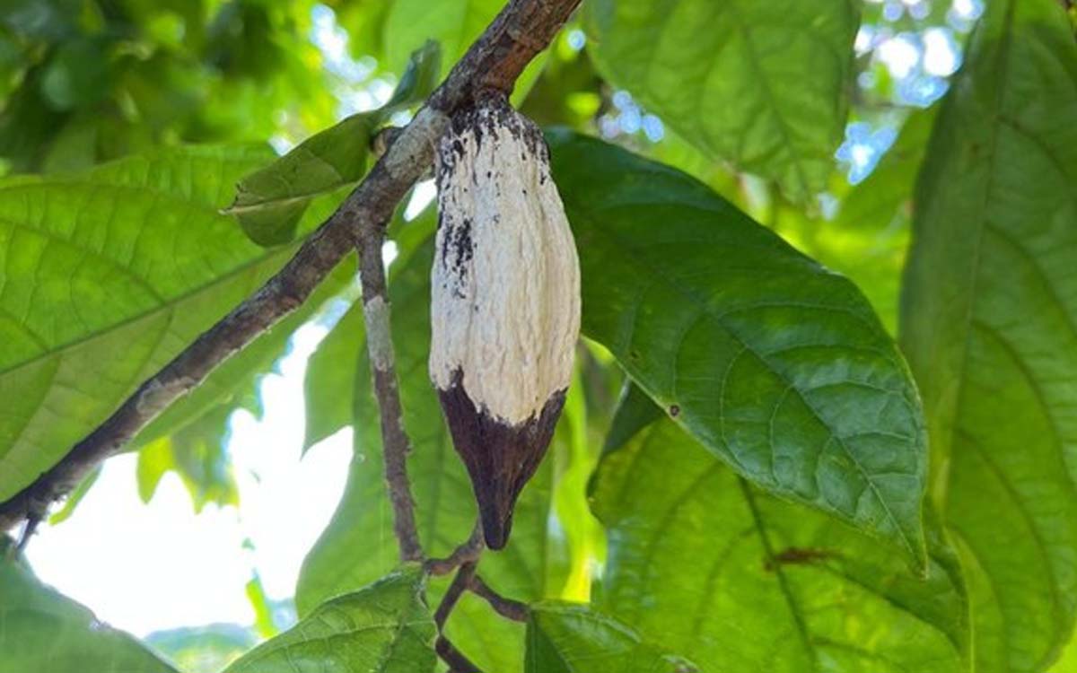 You are currently viewing Praga que atinge a produção de cacau e cupuaçu tem novo foco identificado no Amazonas