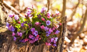 Read more about the article Já ouviu falar da pulmonária? Conheça essa planta que ajuda na saúde respiratória!