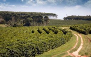 Read more about the article Café cultivado na região de Garça (SP) ganha reconhecimento de Indicação Geográfica