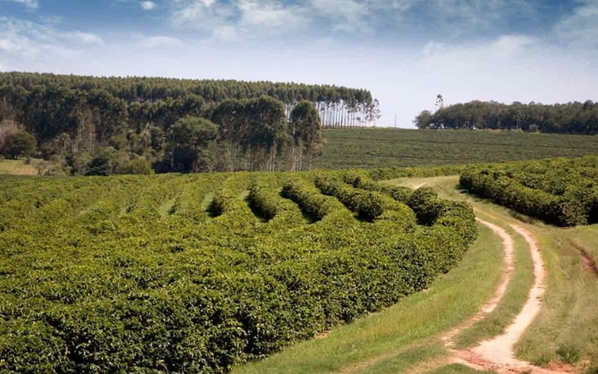 You are currently viewing Café cultivado na região de Garça (SP) ganha reconhecimento de Indicação Geográfica