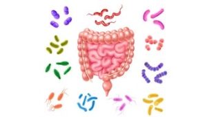 Read more about the article Órgão regulador dos EUA concede primeira aprovação a terapia de transplante de fezes