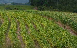 Read more about the article Colheita do tabaco será aberta hoje (06/12) em São Lourenço