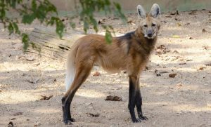 Read more about the article Lobo-guará causa tumulto na web e confunde gringos; Assista