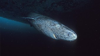 You are currently viewing Tubarão-da-groelândia é o animal mais velho da Terra, com idade estimada de 390 anos