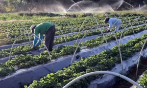 Read more about the article Cenário de juros elevados favorece demanda por Fiagros