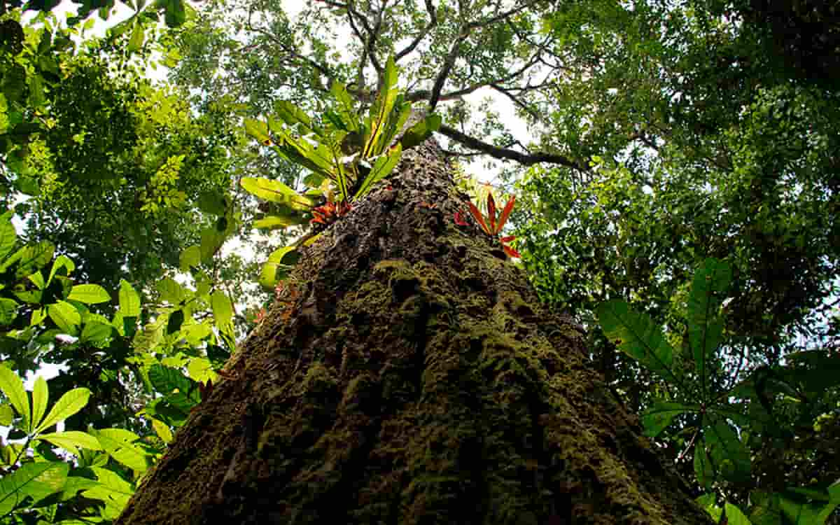 You are currently viewing Produção de frutos de castanha-do-pará teve queda com a crise climática