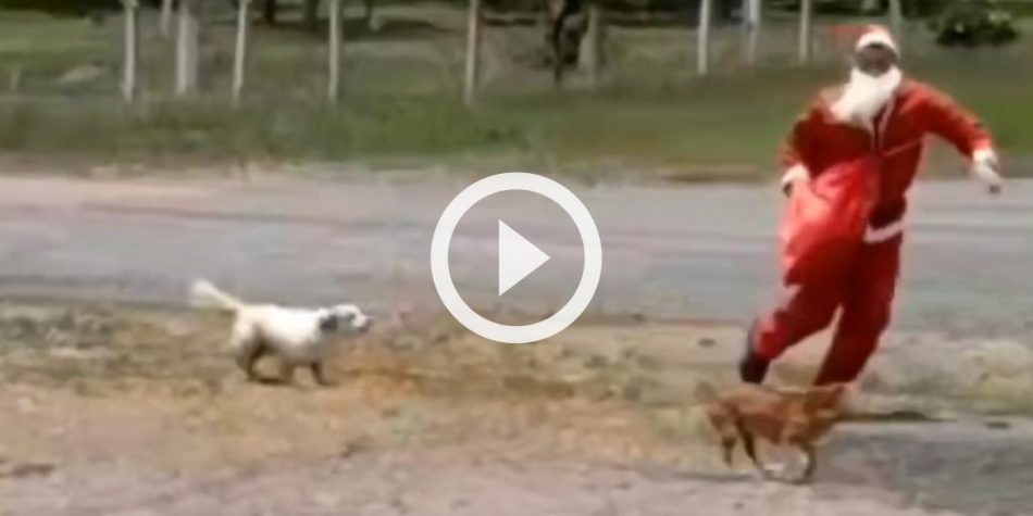 You are currently viewing VÍDEO: ‘Gangue de quatro patas’ escorraça Papai Noel em Urubici