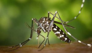 Read more about the article Veja dicas de como se proteger e combater o mosquito da Dengue