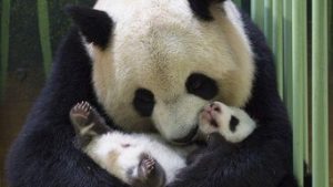 Read more about the article Reino Unido devolverá à China casal de pandas após 12 anos sem procriar