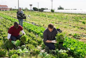 Read more about the article Período chuvoso traz benefícios para a agricultura familiar no PI