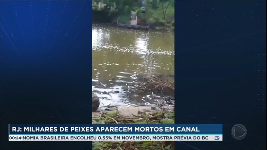 You are currently viewing Milhares de peixes aparecem mortos em canal do Rio de Janeiro