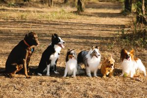 Read more about the article Pesquisadores da Finlândia apontam qual é a raça de cachorro mais inteligente do mundo