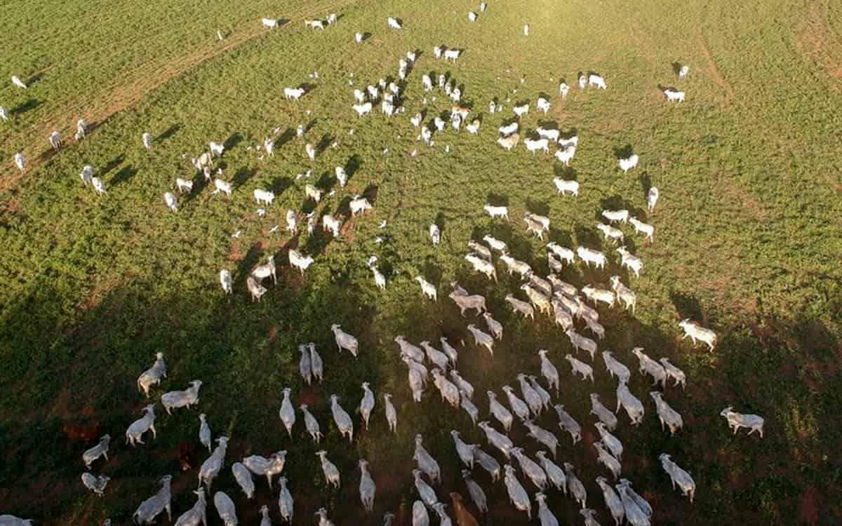 You are currently viewing Carnes de bovinos e búfalos receberão contribuição da sociedade sobre rastreabilidade