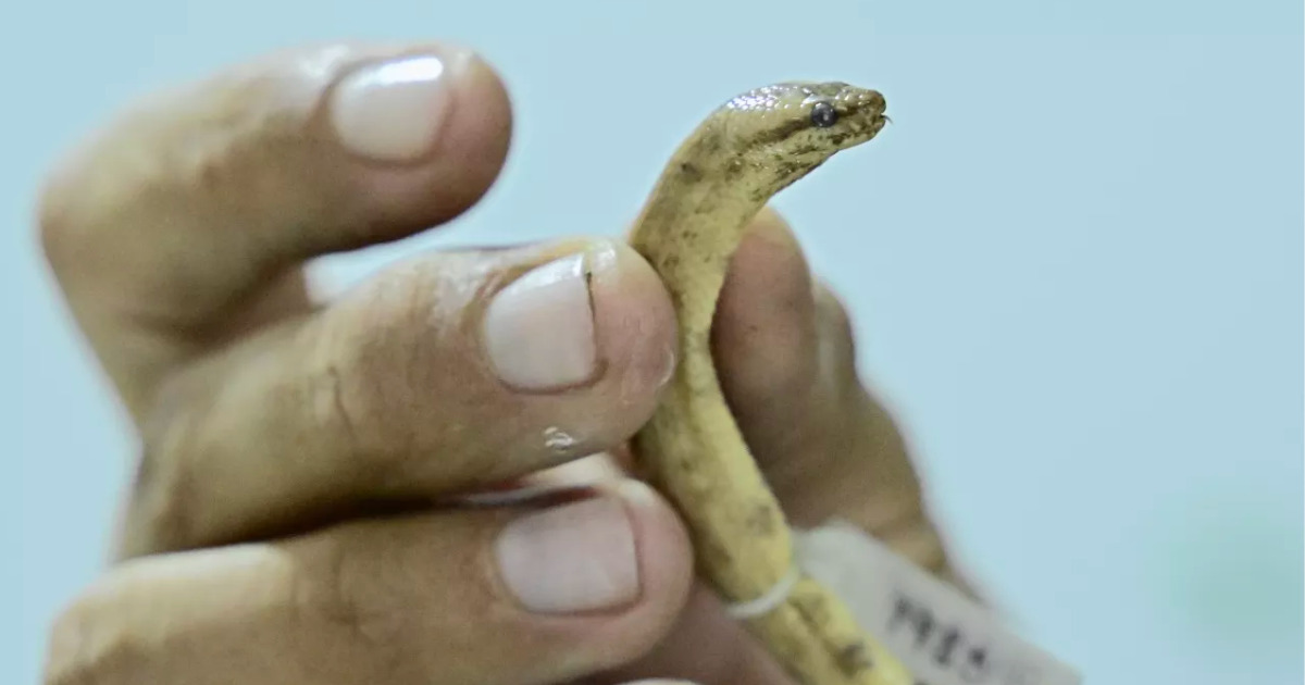 You are currently viewing Inacreditável: espécie de jiboia HISTÓRICA é encontrada na Amazônia