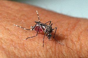 Read more about the article Piauí registra redução nos casos de dengue e zika; notificações de chikungunya aumentam de 13%