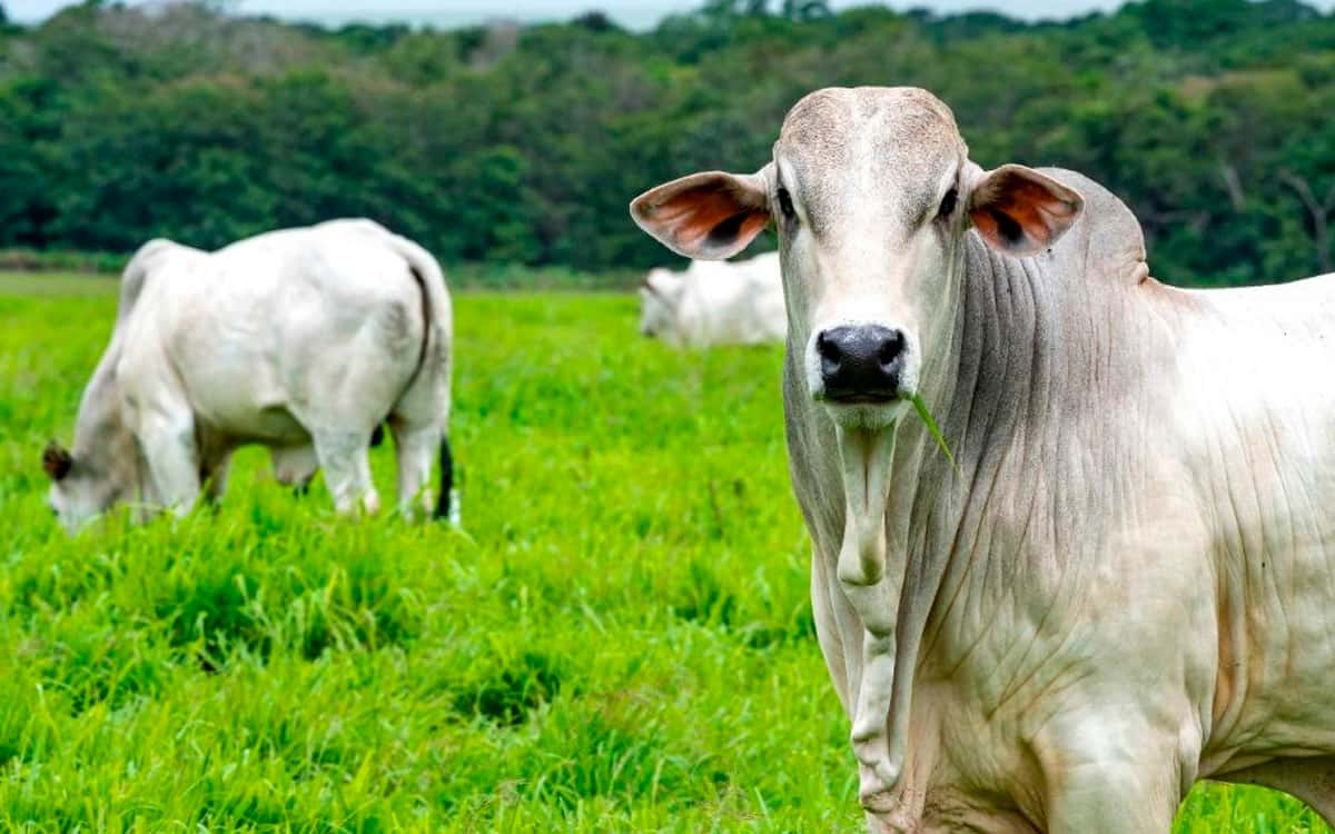 You are currently viewing Vacinação contra febre aftosa atinge 99,81% de cobertura após 2ª etapa de 2022 em SP