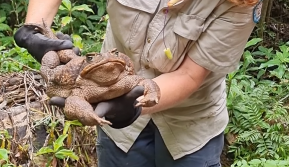 You are currently viewing Sapo-cururu gigante é encontrado na Austrália